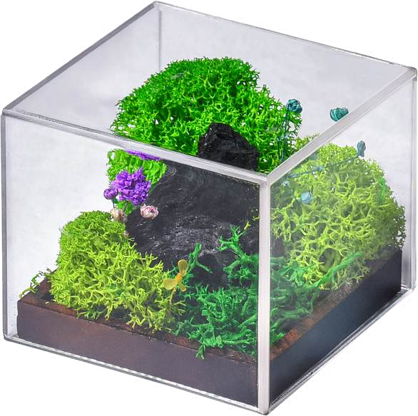 FOREVER TERRARIUM (CUBE)