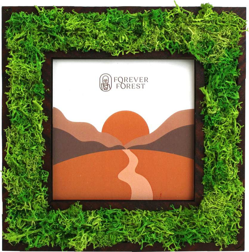 FOREST FRAME