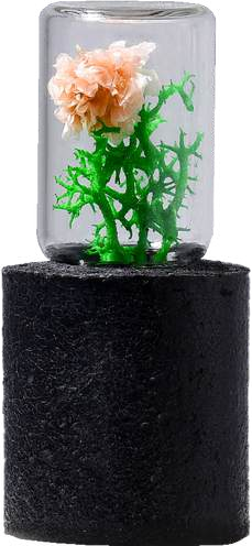 FOREST POD (MINI)